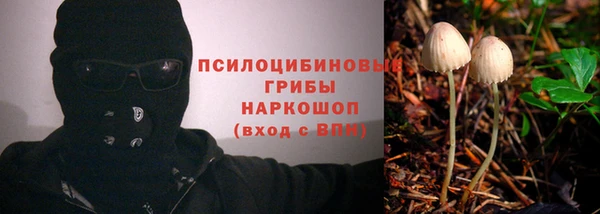 прущие грибы Алзамай